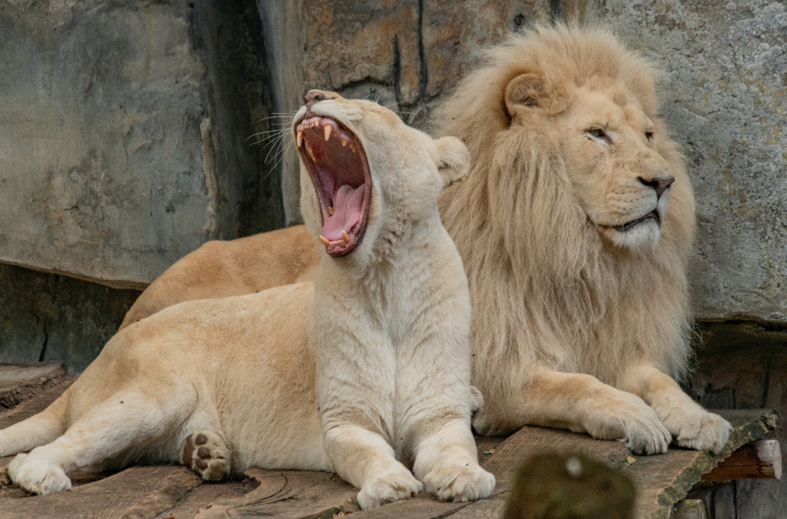 White lions